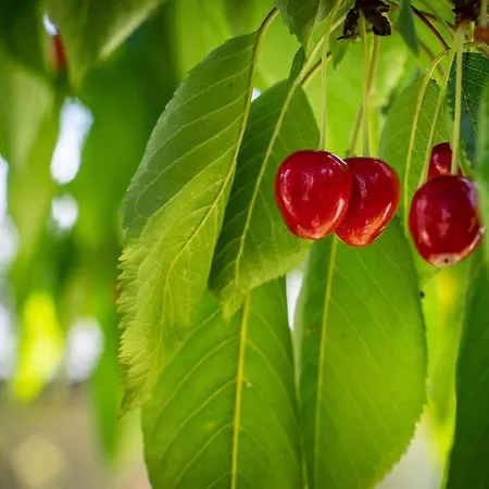 דירה Alpenrelax Haus Weidmannsheil Wohnen Im Romantischen Forsthaus *