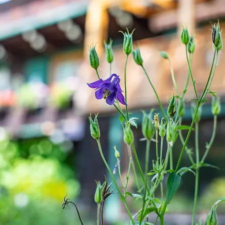 Alpenrelax Haus Weidmannsheil Wohnen Im Romantischen Forsthaus דירה