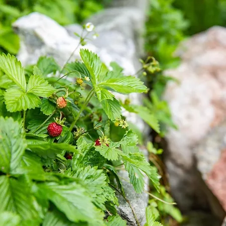 Alpenrelax Haus Weidmannsheil Wohnen Im Romantischen Forsthaus