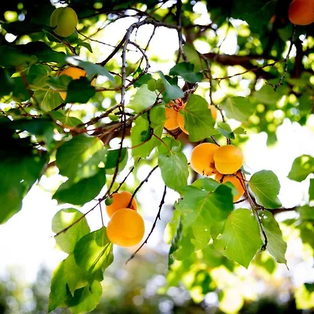 Alpenrelax Haus Weidmannsheil Wohnen Im Romantischen Forsthaus Lejlighed *