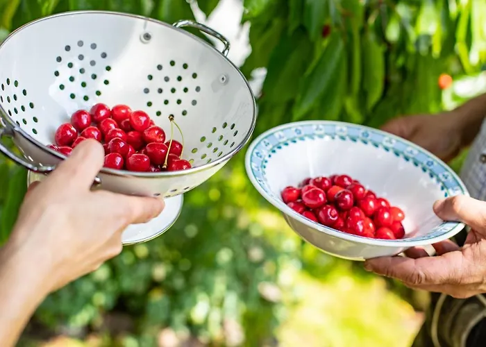 Alpenrelax Haus Weidmannsheil Wohnen Im Romantischen Forsthaus * Werfen