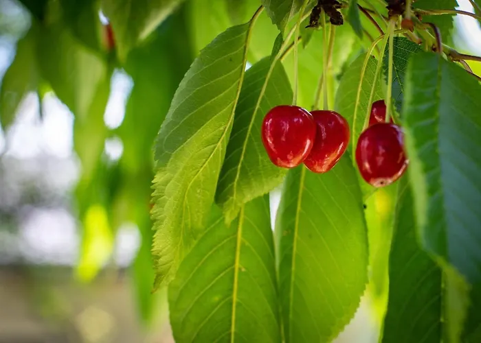 Apartman Alpenrelax Haus Weidmannsheil Wohnen Im Romantischen Forsthaus *