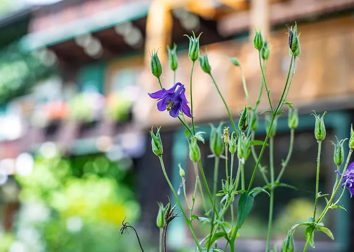 Alpenrelax Haus Weidmannsheil Wohnen Im Romantischen Forsthaus Apartman