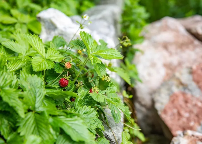 Alpenrelax Haus Weidmannsheil Wohnen Im Romantischen Forsthaus
